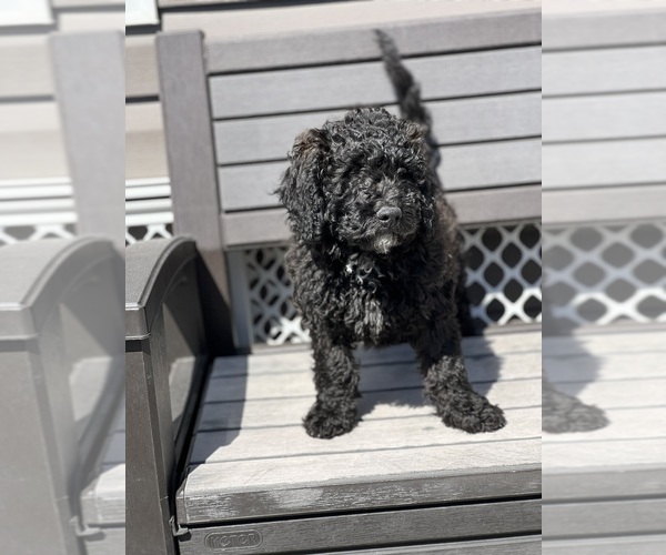 Medium Photo #3 Cock-A-Poo Puppy For Sale in SOUTH BOSTON, VA, USA