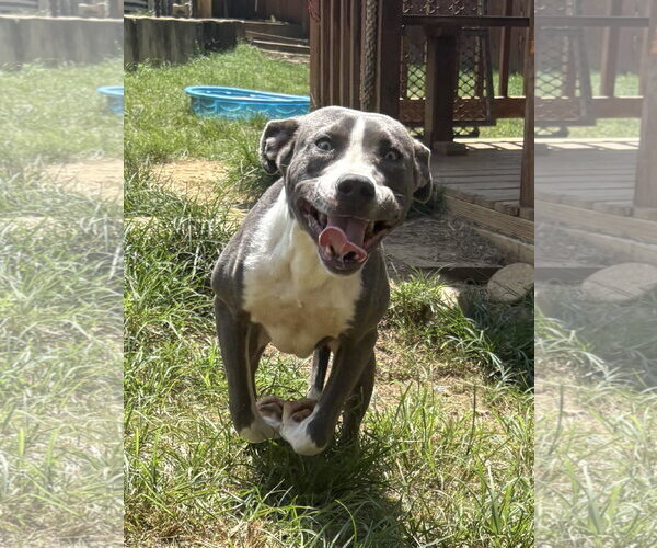 Medium Photo #3 American Pit Bull Terrier-Unknown Mix Puppy For Sale in Wetumpka, AL, USA