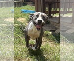 Small #2 American Pit Bull Terrier Mix