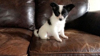 Papillon Puppy for sale in JACKSON CENTER, PA, USA