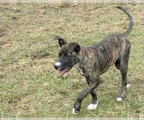 Medium Photo #3 Mountain Cur-Unknown Mix Puppy For Sale in Anniston, AL, USA