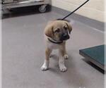 Small German Shepherd Dog