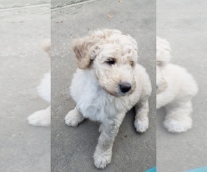 Poodle (Standard) Puppy for sale in WILLIAMSBURG, VA, USA