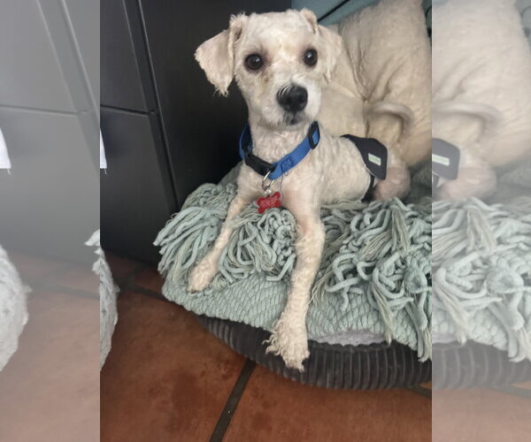 Medium Photo #5 Poodle (Miniature) Puppy For Sale in San Diego, CA, USA