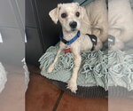 Small #4 Poodle (Miniature)