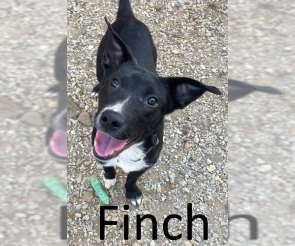 Medium Photo #1 Mutt Puppy For Sale in Mountain View, AR, USA