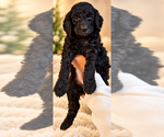 Litter of 9 - Male(s) and Female(s) Double DoodleLitter of Puppies for Sale - Photo #3