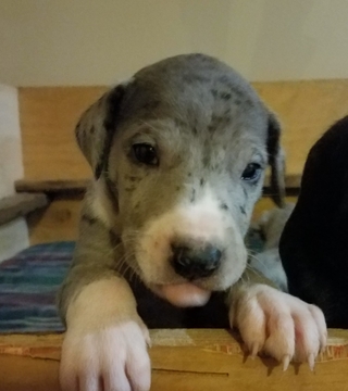 Medium Photo #3 Great Dane Puppy For Sale in BOISTFORT, WA, USA