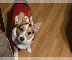 Mutt Dogs for adoption in Overland Park, KS, USA