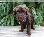 Small #2 Labradoodle