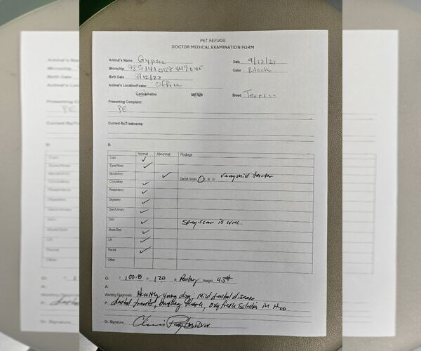 Medium Photo #1 Mutt Puppy For Sale in South Bend, IN, USA