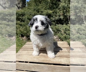 Miniature Bernedoodle Puppy for Sale in GOSHEN, Indiana USA