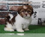 Small Photo #1 Cava-Tzu Puppy For Sale in BEL AIR, MD, USA