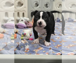 American Bully Puppy for sale in NORTH PORT, FL, USA