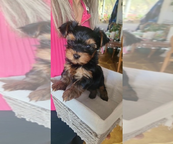 Medium Photo #2 Yorkshire Terrier Puppy For Sale in CEDAREDGE, CO, USA