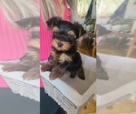 Small #1 Yorkshire Terrier