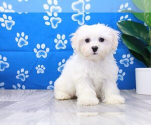 Zuchon Puppy for sale in MARIETTA, GA, USA