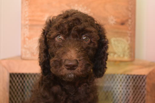 Medium Photo #1 Poodle (Standard) Puppy For Sale in SANFORD, NC, USA