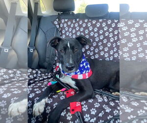 Labrador Retriever-Unknown Mix Dogs for adoption in San Diego, CA, USA