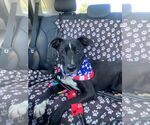 Small Labrador Retriever Mix