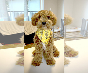 Goldendoodle (Miniature) Puppy for sale in SHORELINE, WA, USA