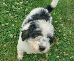Small #4 Miniature Bernedoodle