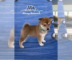 Puppy Green Shiba Inu