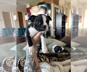 Boston Terrier Puppy for sale in BUCKEYE, AZ, USA
