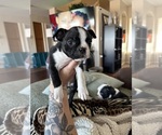 Small Boston Terrier