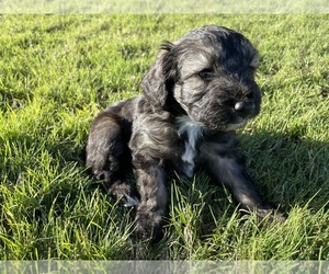 Aussiedoodle Miniature Puppy for sale in GATESVILLE, TX, USA