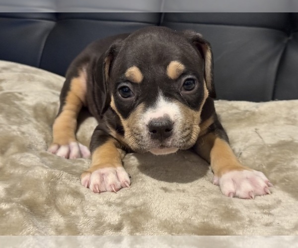 Medium Photo #13 American Bully Puppy For Sale in BOLIVAR, MO, USA