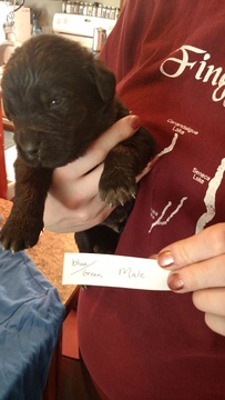 Medium Photo #1 Newfoundland Puppy For Sale in BLISS, NY, USA