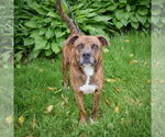 Small #3 American Staffordshire Terrier-Boxer Mix