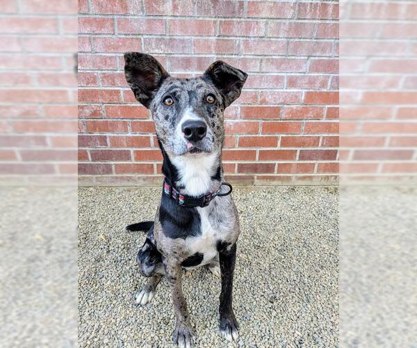 Medium Photo #2 Australian Kelpie-Catahoula Leopard Dog Mix Puppy For Sale in Frisco, CO, USA