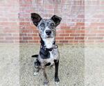 Small #1 Australian Kelpie-Catahoula Leopard Dog Mix