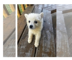 American Eskimo Dog Puppy for sale in JACKSONVILLE, FL, USA
