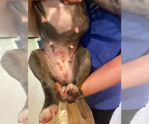 Medium Photo #15 French Bulldog Puppy For Sale in Sanford, FL, USA