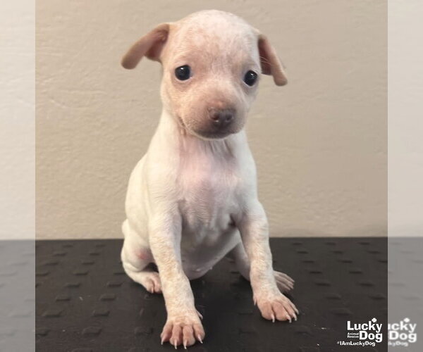 Medium Photo #1 Chihuahua-Unknown Mix Puppy For Sale in Washington, DC, USA