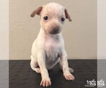 Didi - Female Chihuahua-Unknown Mix Dog for Adoption - Small photo