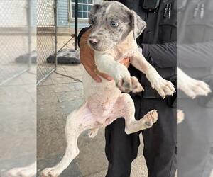 American Staffordshire Terrier-Unknown Mix Dogs for adoption in San Antonio, TX, USA