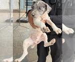 Small American Staffordshire Terrier Mix