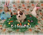 Small #3 Great Pyrenees