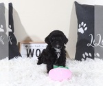 Small #3 Shih-Poo