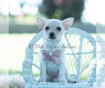 Small Photo #94 Chihuahua Puppy For Sale in WARSAW, IN, USA