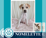 Small #1 Beagle Mix