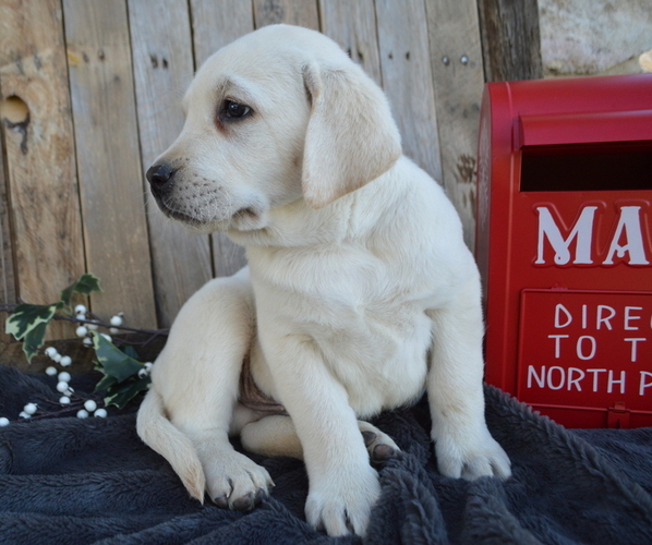 Medium Photo #5 Labrador Retriever Puppy For Sale in HONEY BROOK, PA, USA