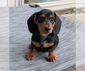Dachshund Dogs for adoption in Sioux Falls, SD, USA