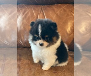 Pomeranian Puppy for sale in CAMERON, MO, USA