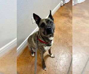 Holland Shepherd Dogs for adoption in Bolivar, MO, USA