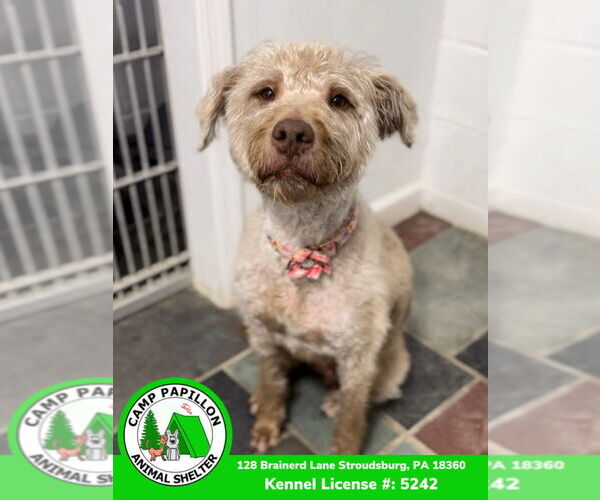 Medium Photo #3 Mutt Puppy For Sale in Stroudsburg, PA, USA